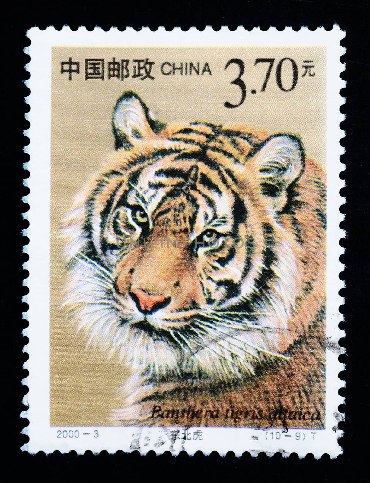 CHINA - CIRCA 2000: A stamp printed in China shows Panthera tigris altaica, series, circa 2000 