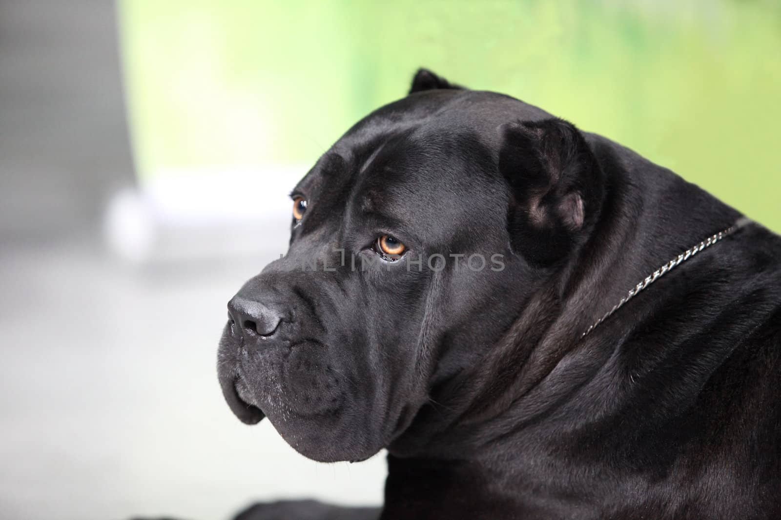 large black watchdog, close-up