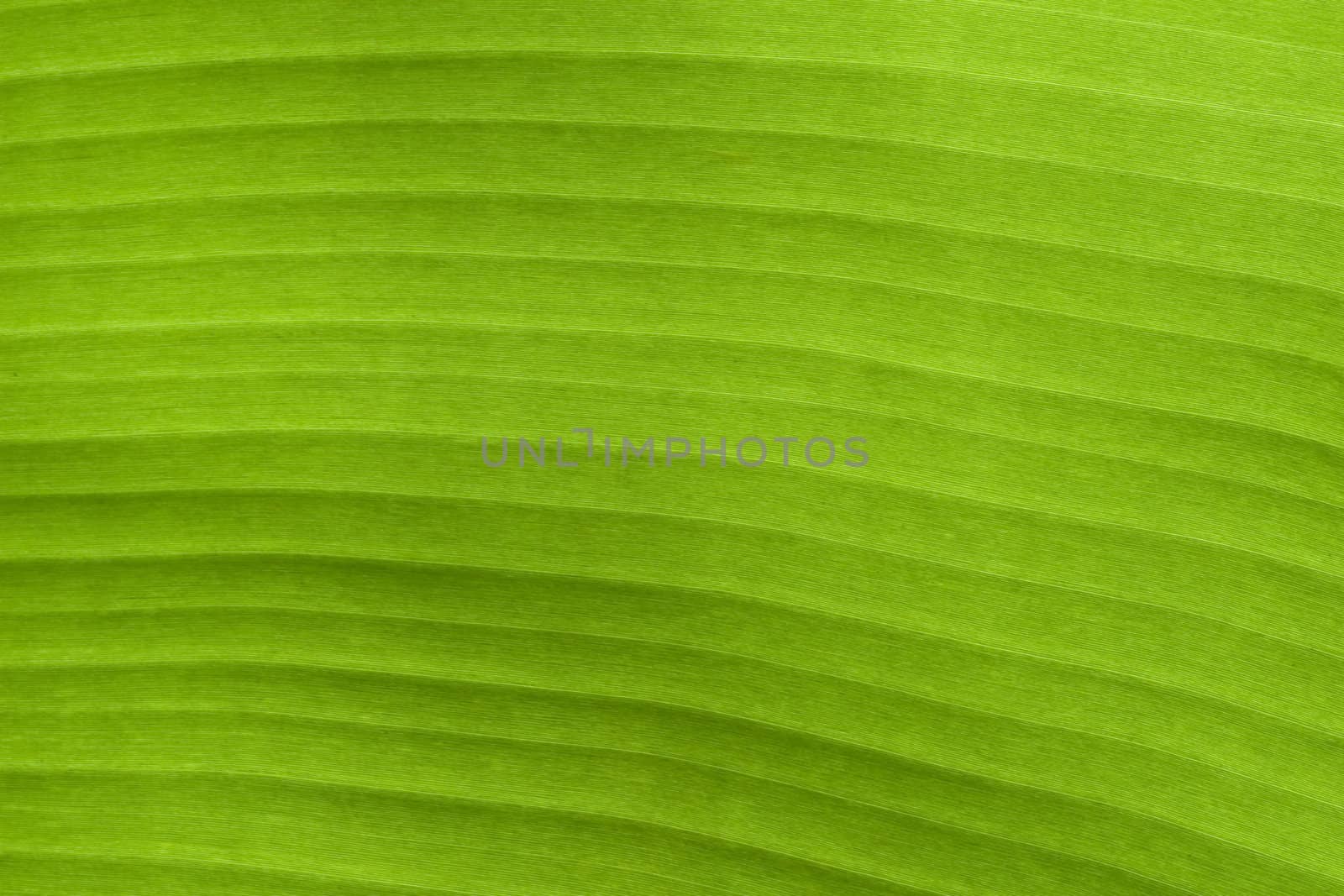 Banana Leaf by foto76