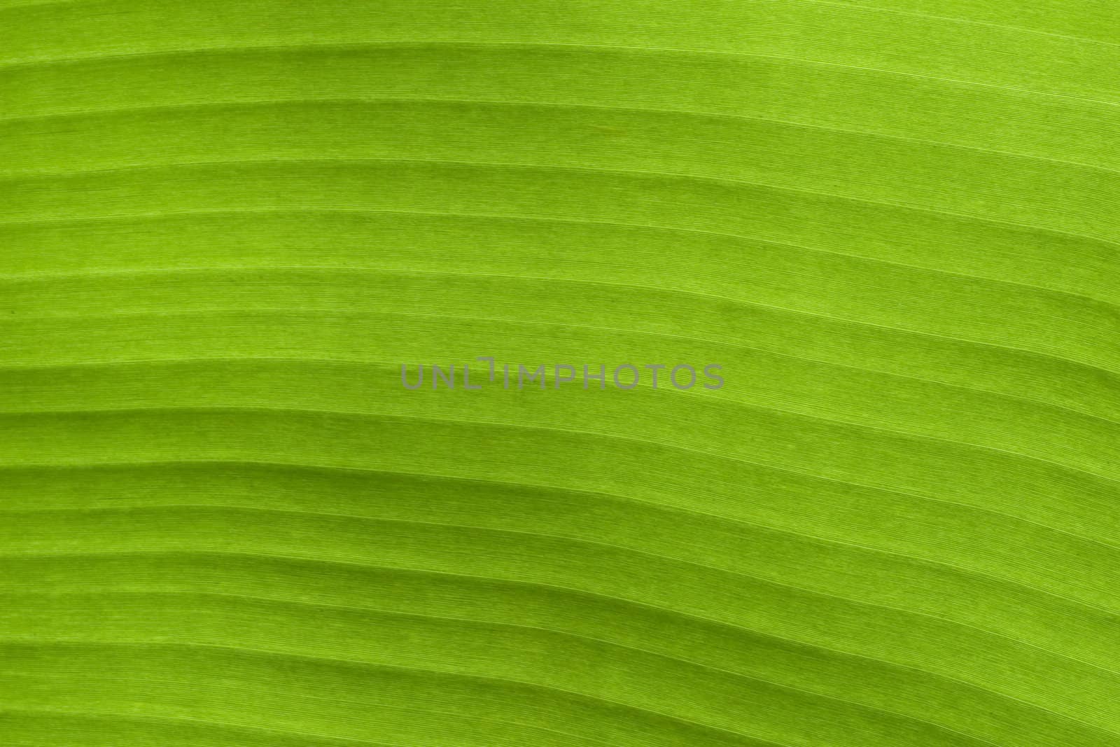 Banana Leaf