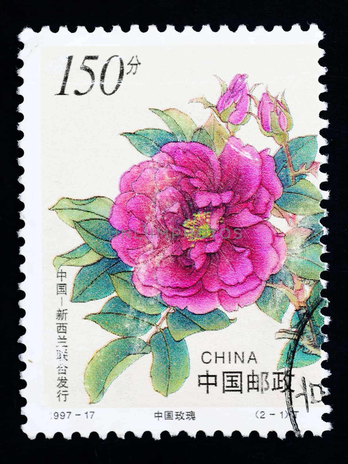 CHINA - CIRCA 1997: A Stamp printed in China shows Chinese rose flowers, circa 1997