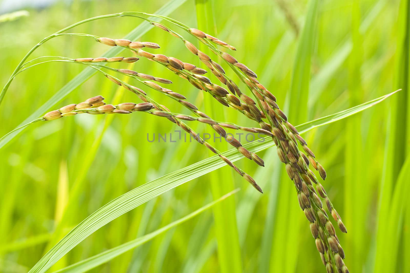 Close up of rice