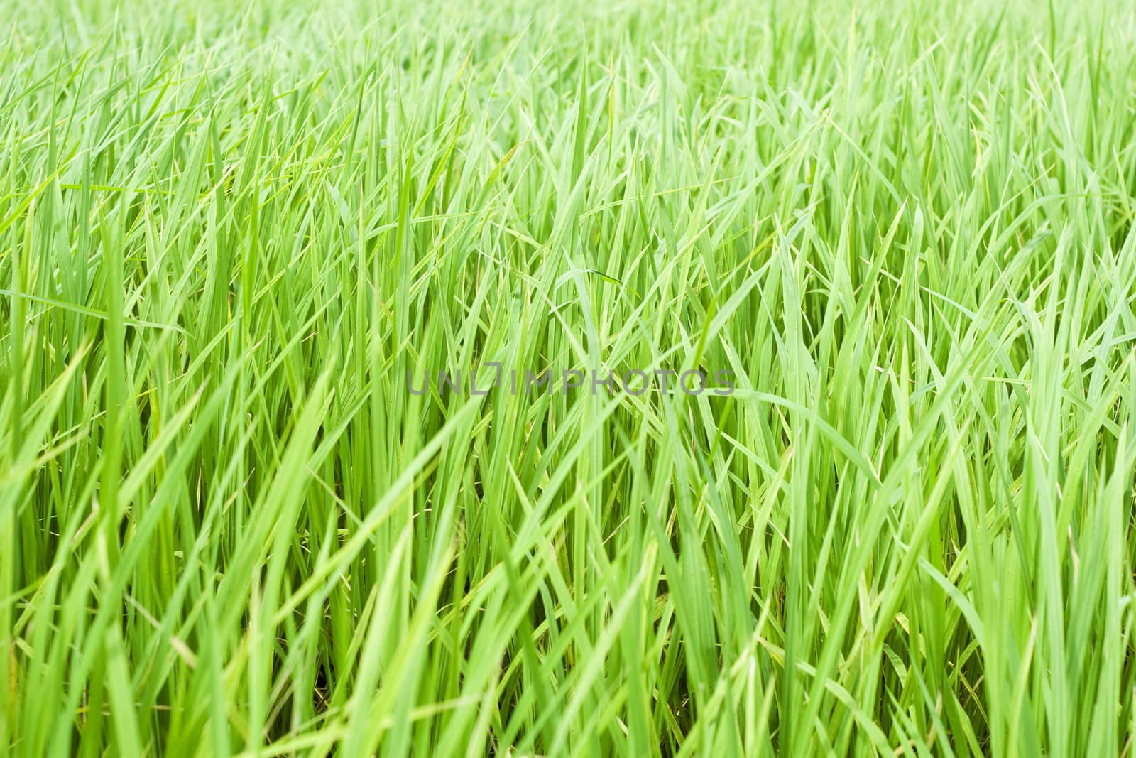 Rice Field by foto76