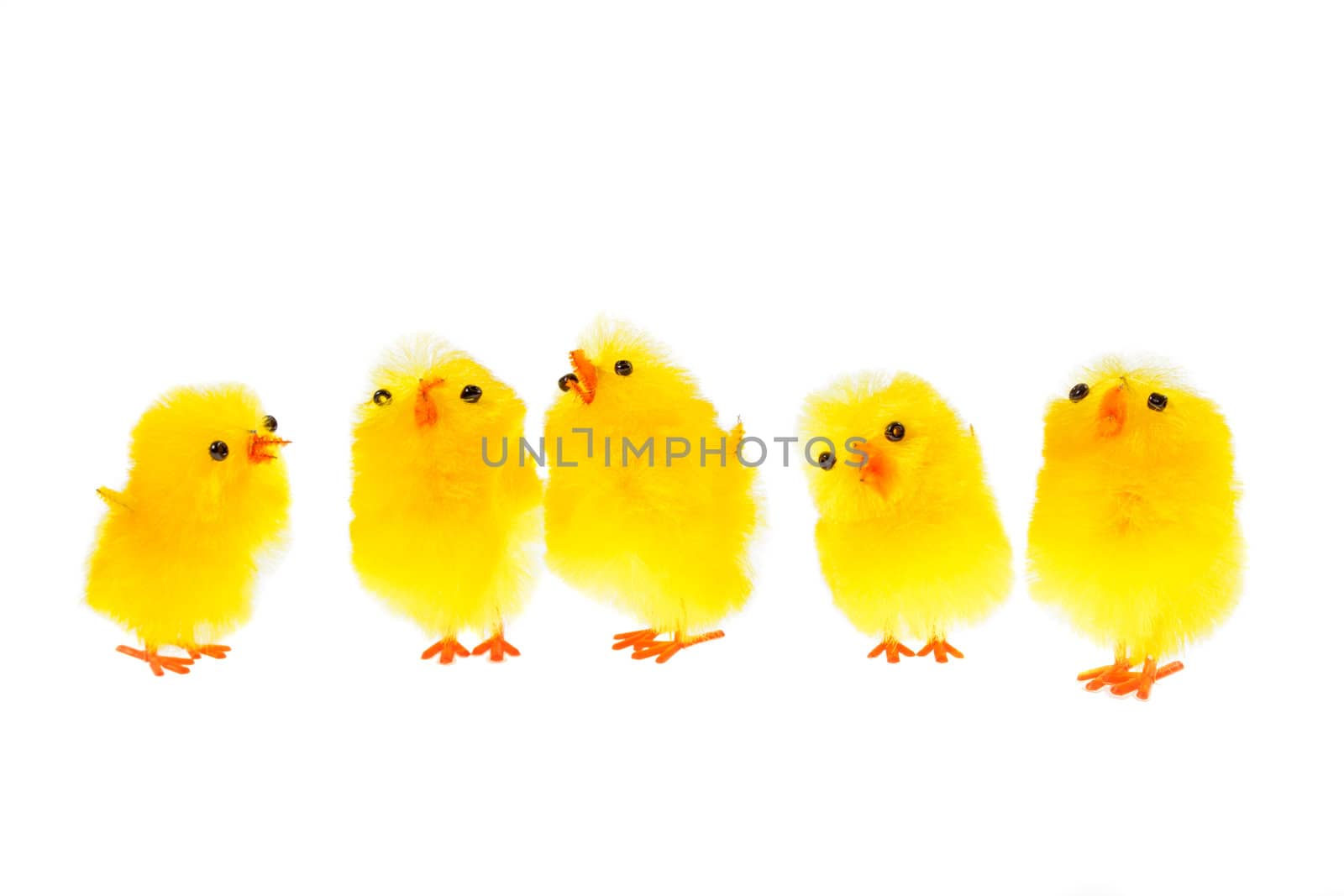 yellow chicklings, photo on the white background