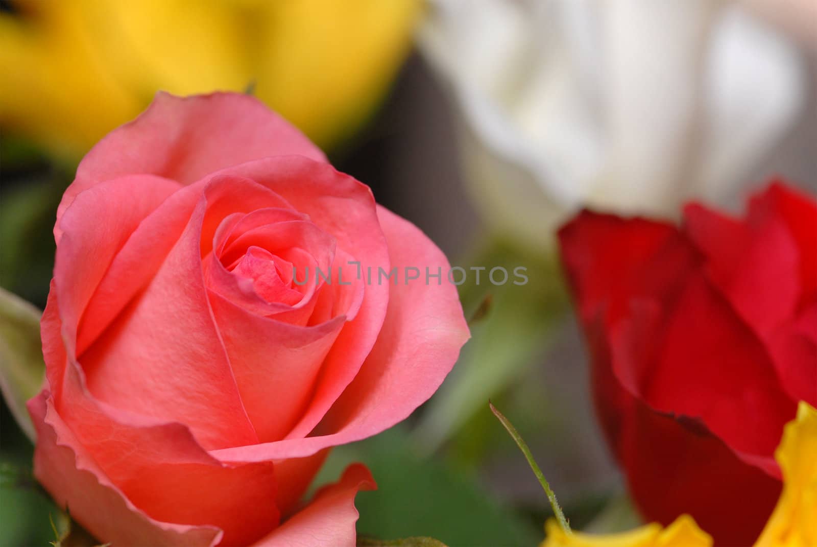 Pink rose, selective focus