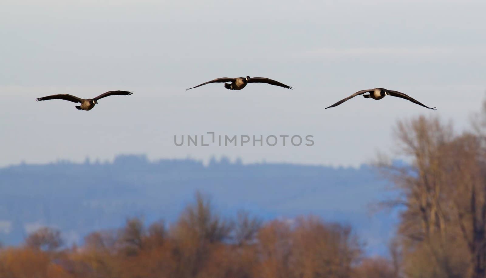 Three Ducks in flight by bobkeenan