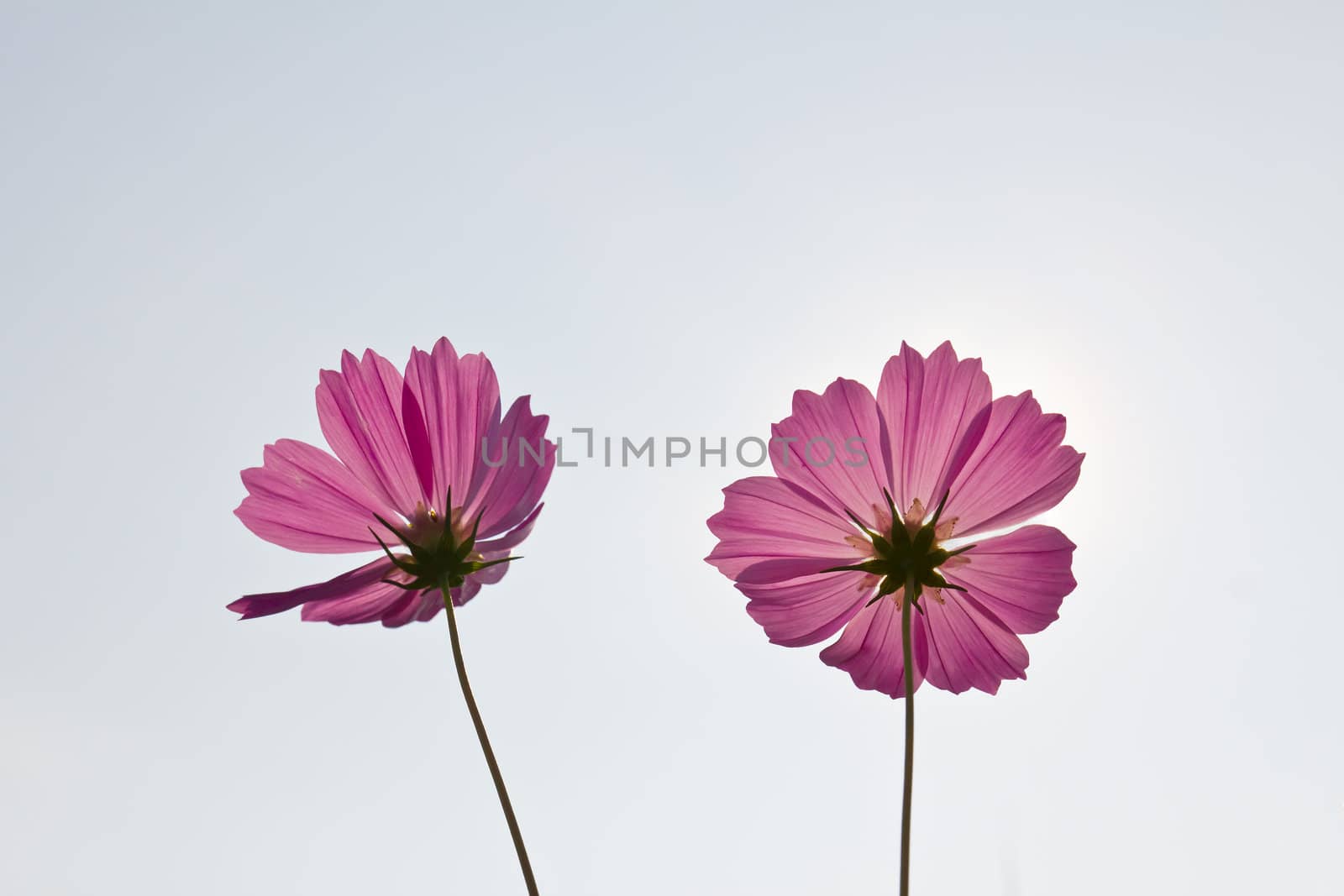 Pink Cosmos flowers  by stoonn