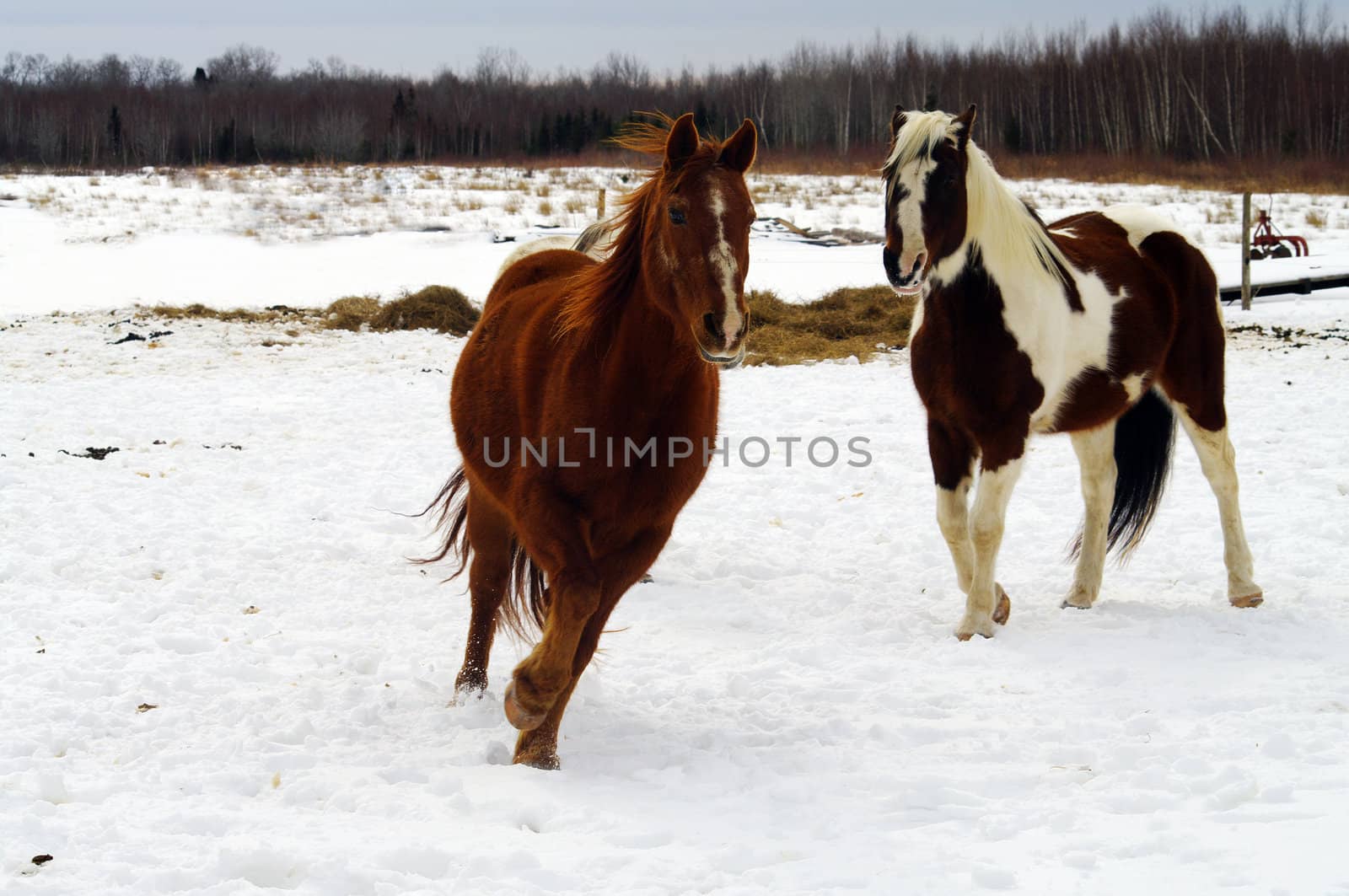 Horses Racing by edcorey