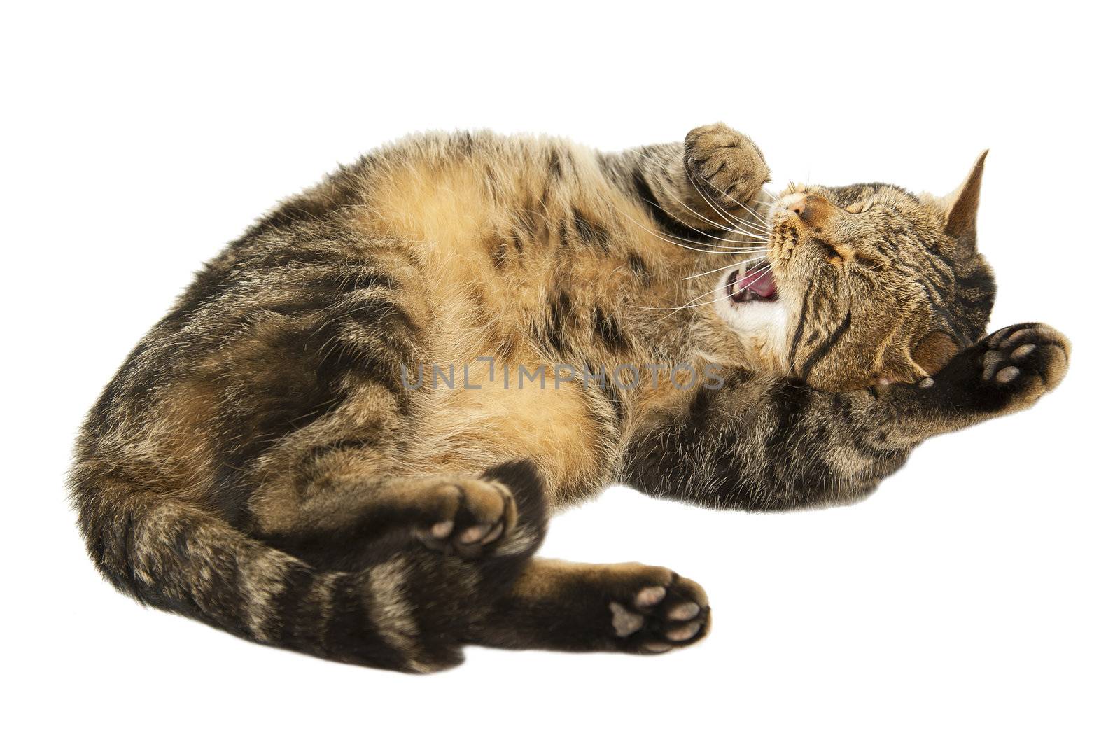 Cute cat isolated on the white background