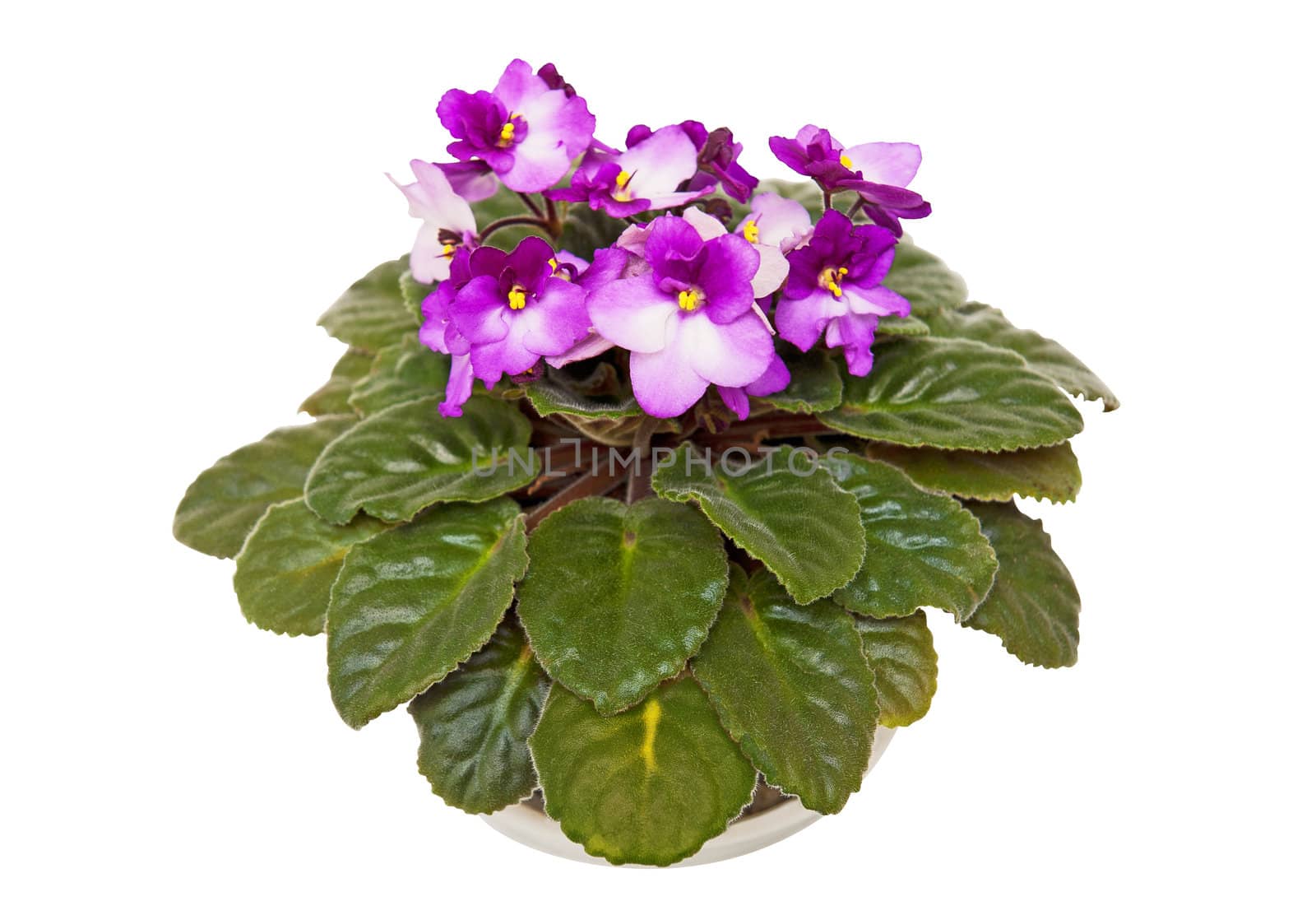 Fresh violets isolated on the white background