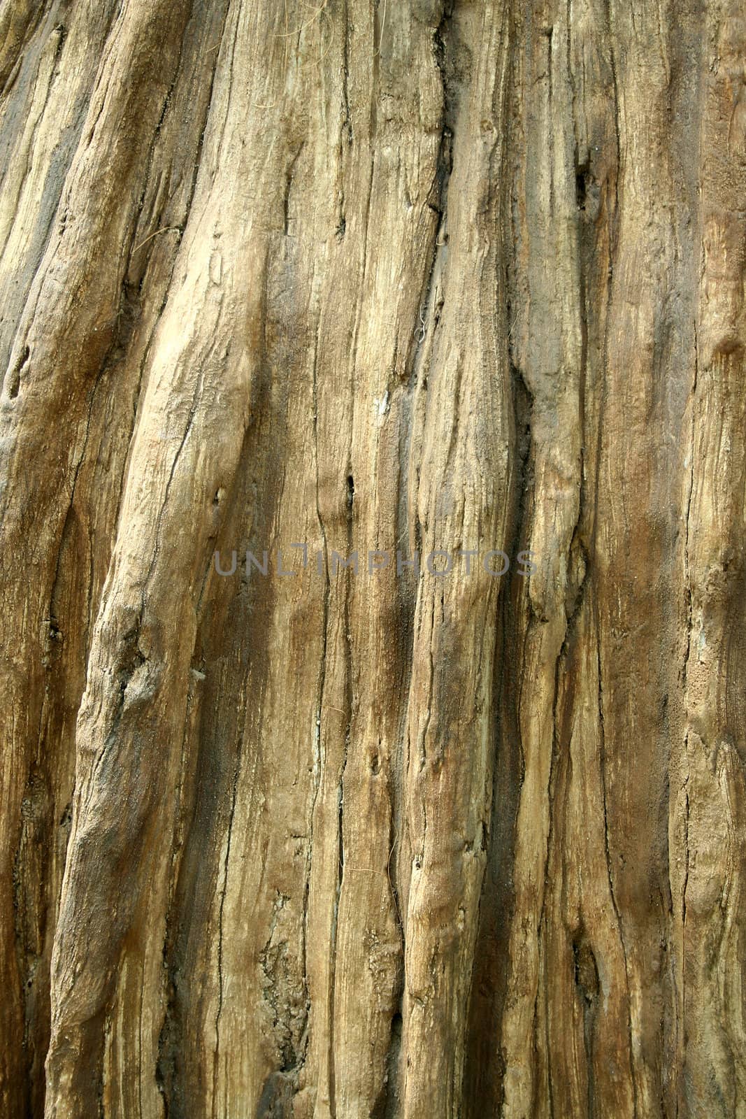 A Dead tree trunk background image