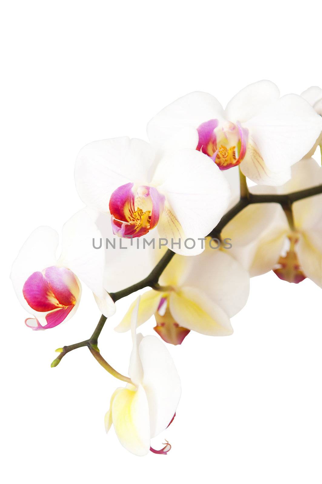 Orchid isolated on the white background