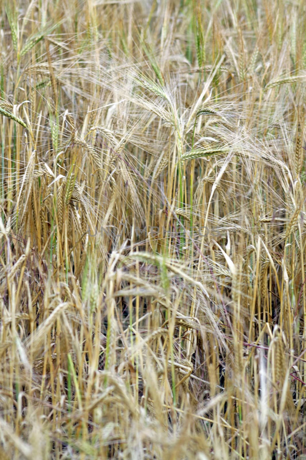 growing wheat in a field