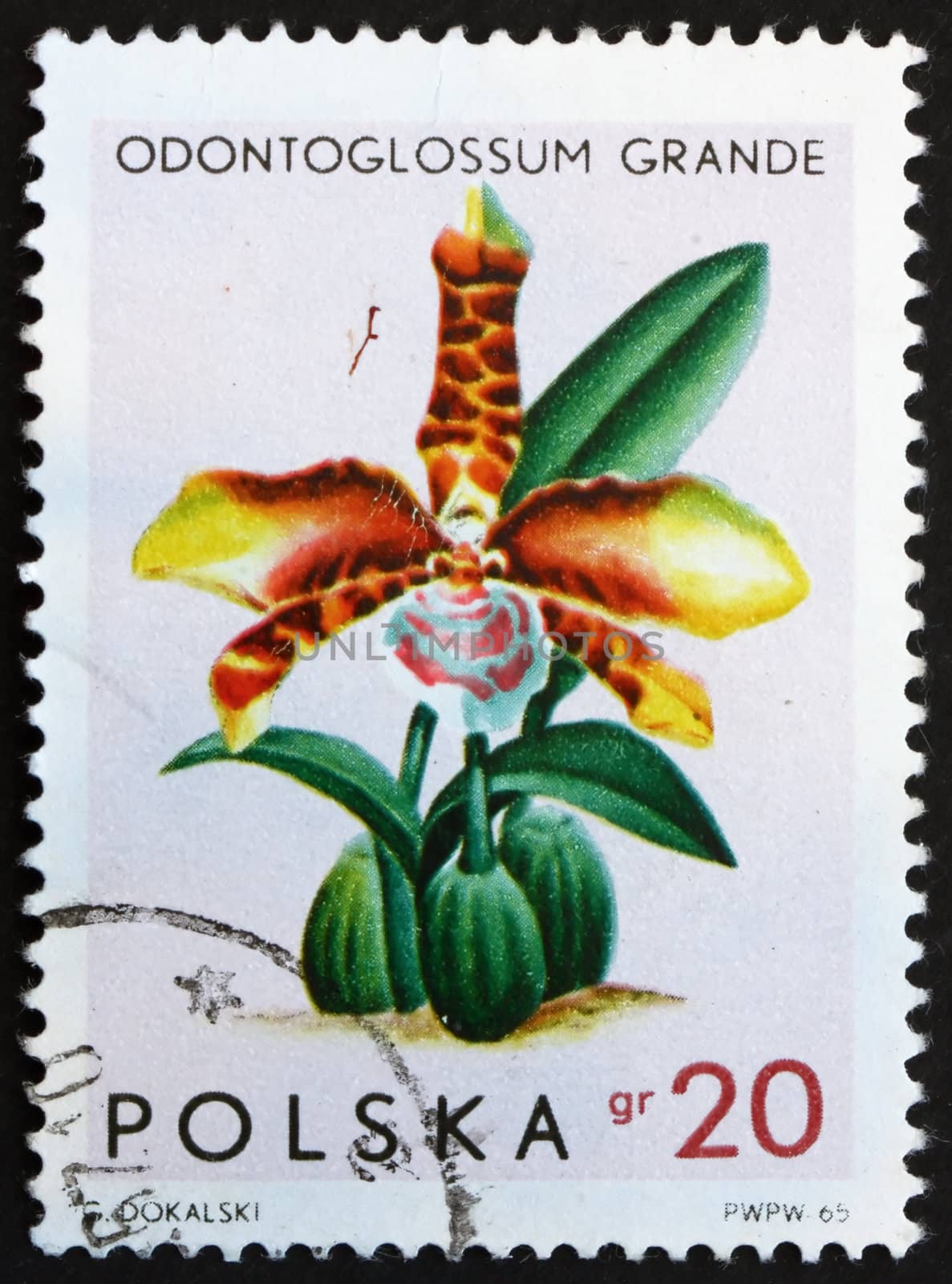 POLAND - CIRCA 1965: a stamp printed in the Poland shows Tiger Orchid, Odontoglossum Grande, Orchid, circa 1965