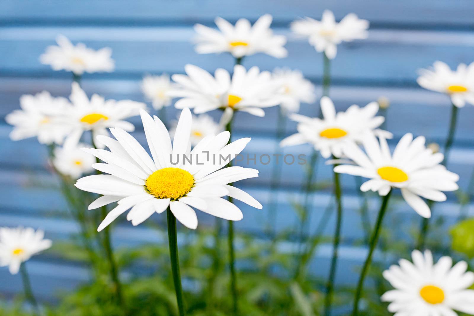 flowers on blue background