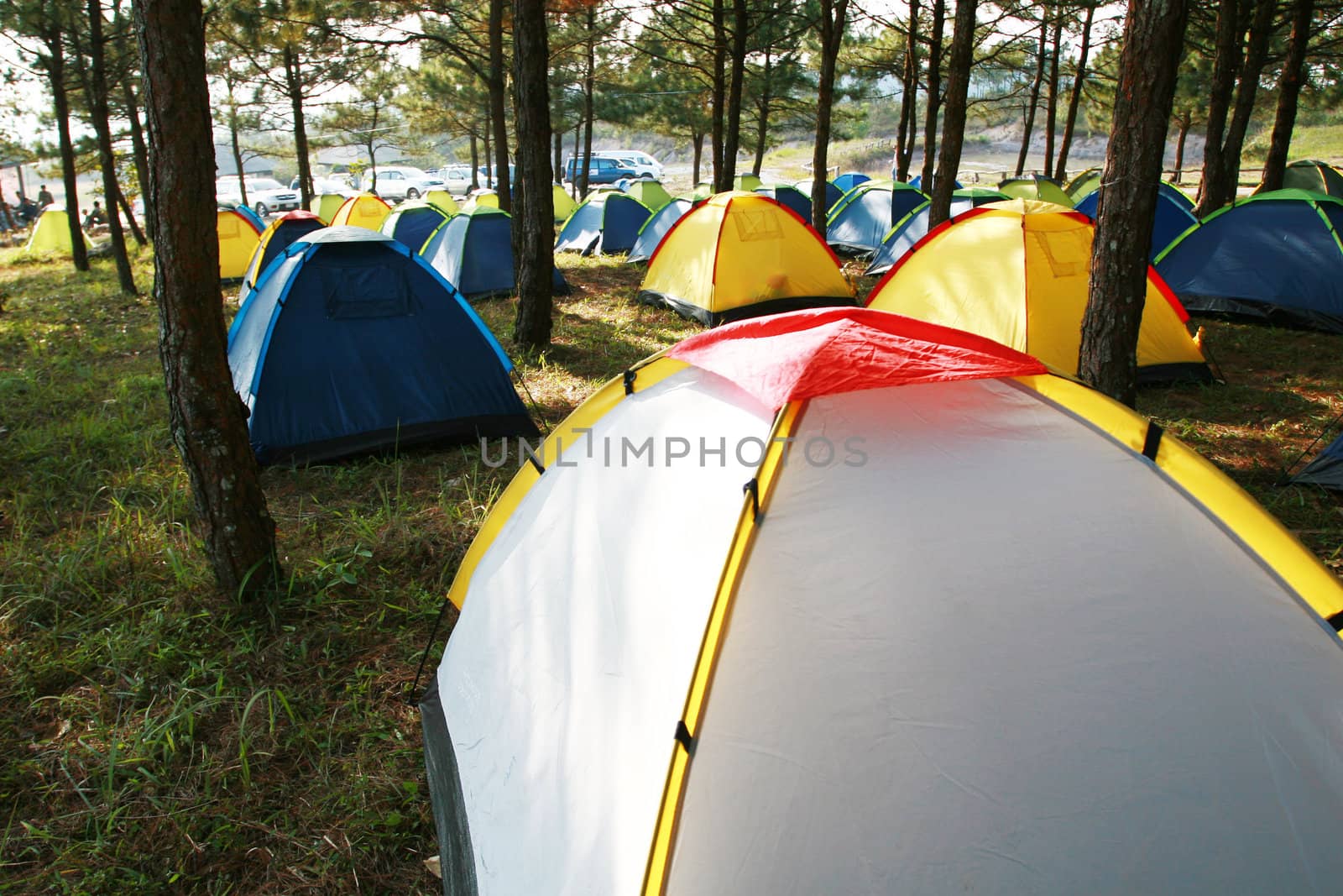 A group of tents in the pine forest