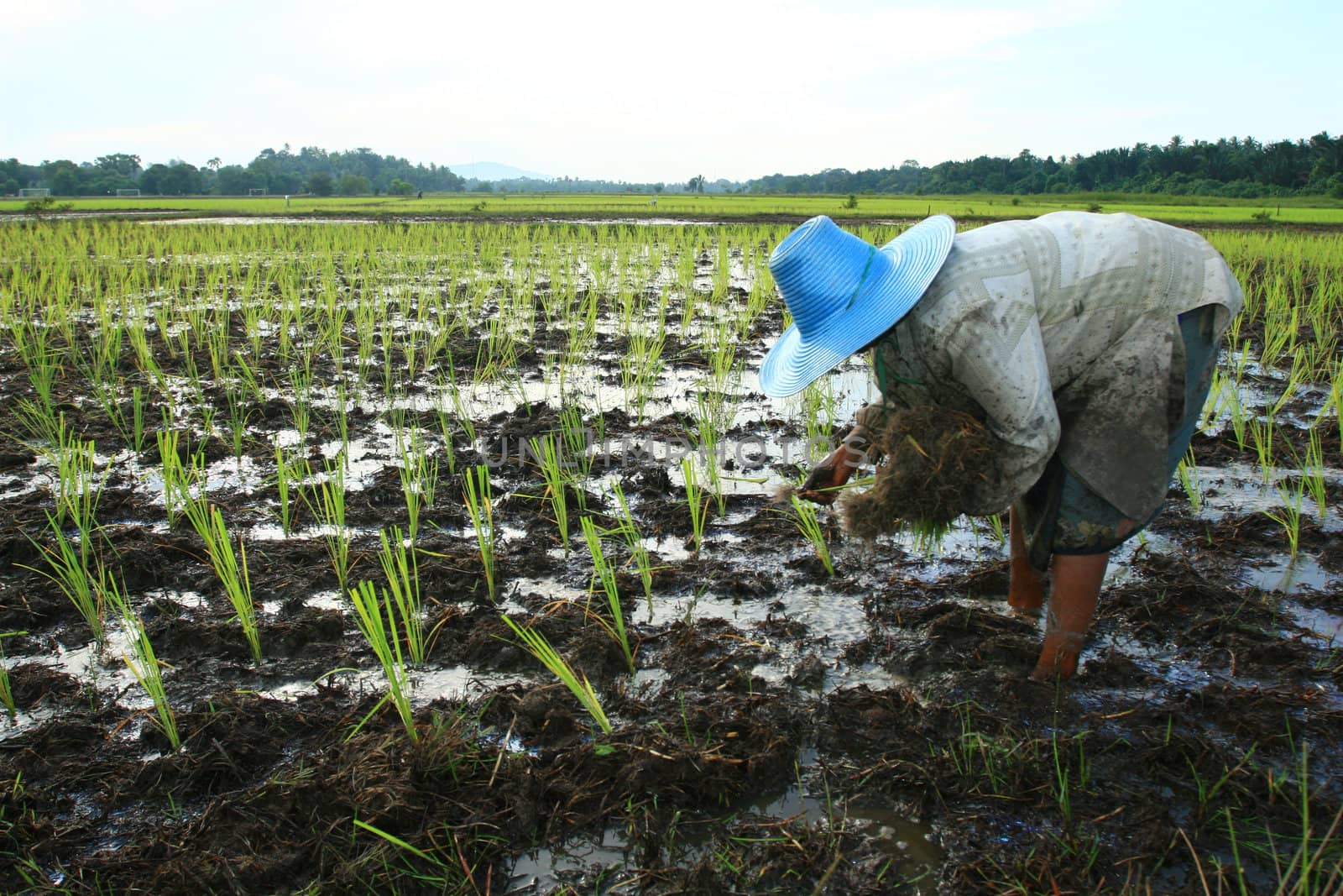 Thai Farmer and Rice Field