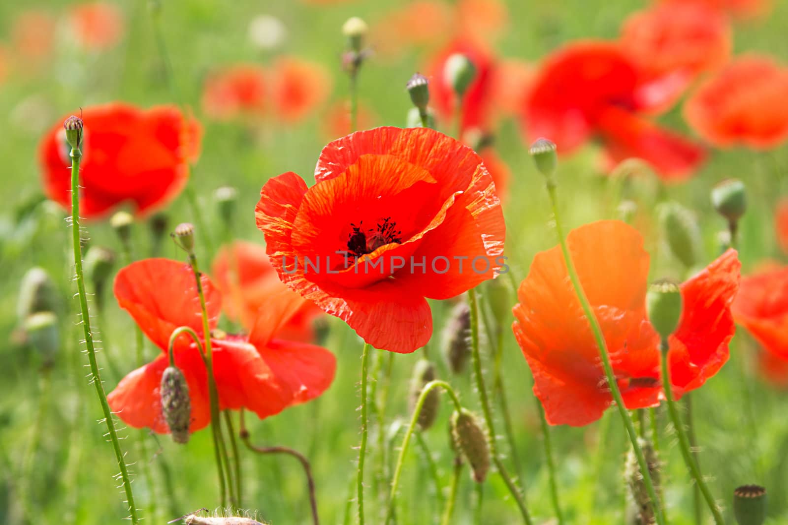 Some poppies on green field by Angel_a