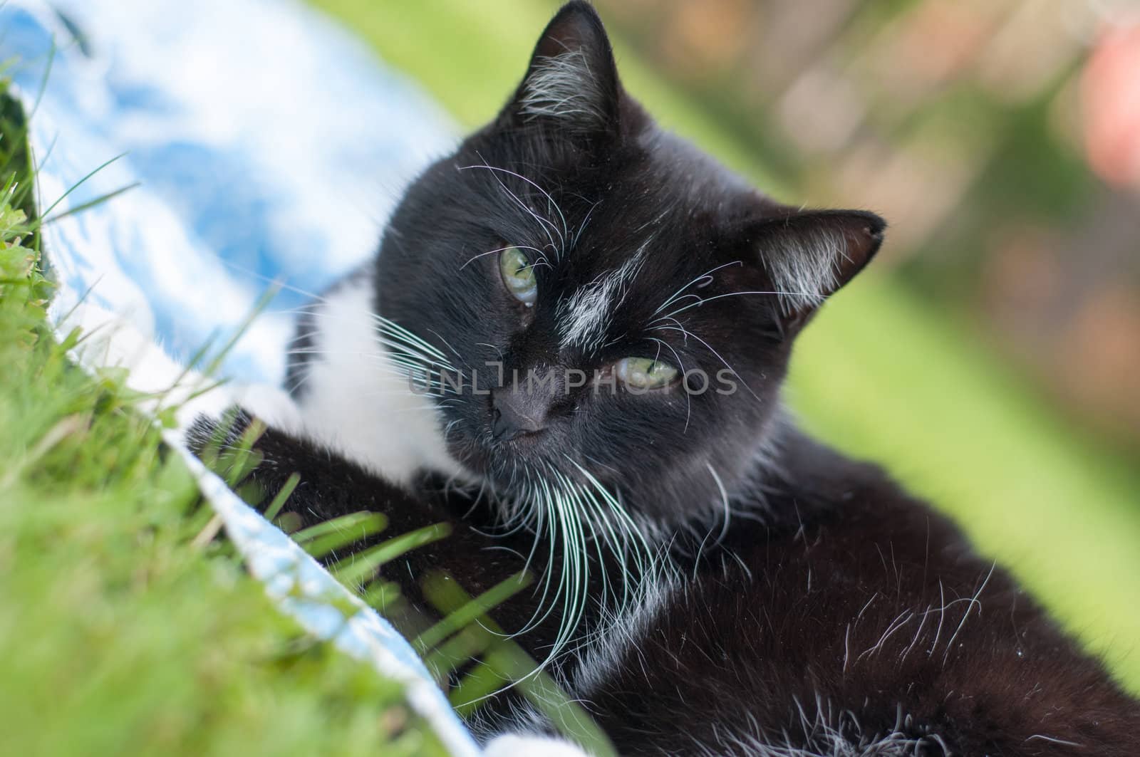 Black cat lying on green grass and watching on you