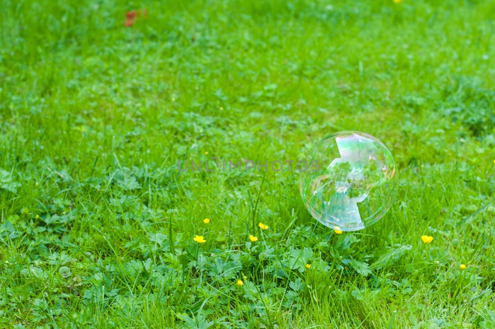 Shot of soap bubble on green grass