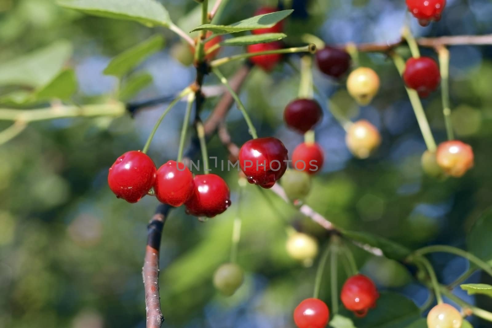 Red cherries with a drops after rain