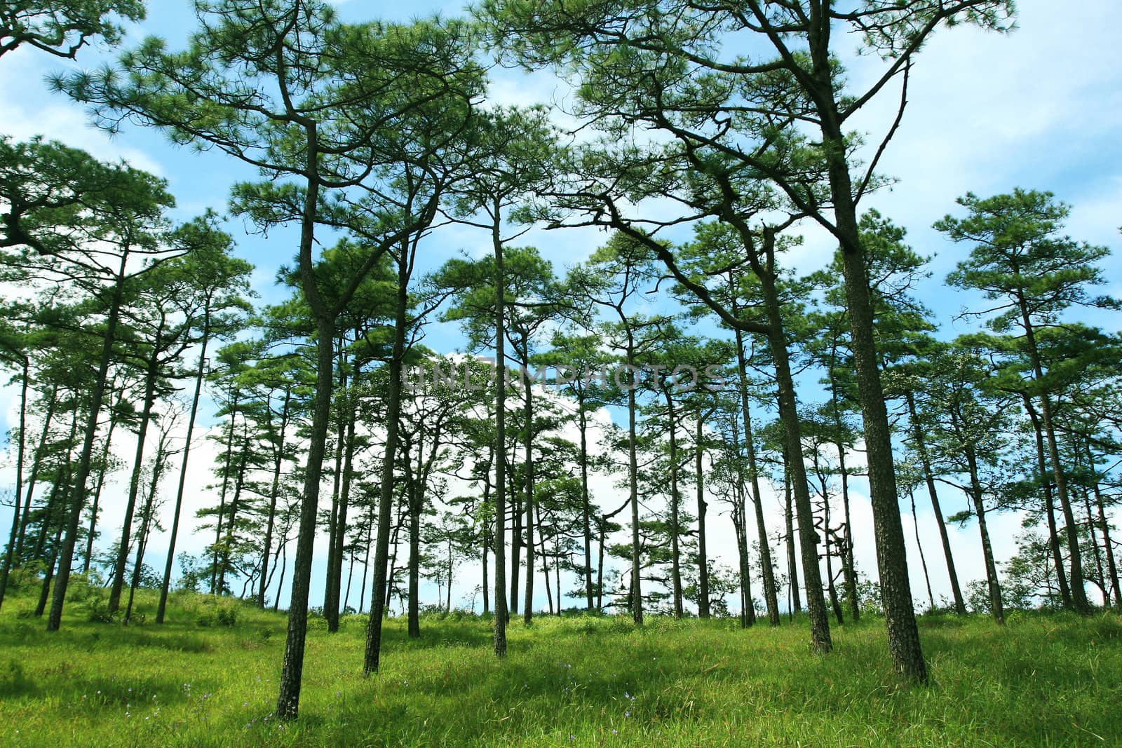 Pine Forest in the Morning