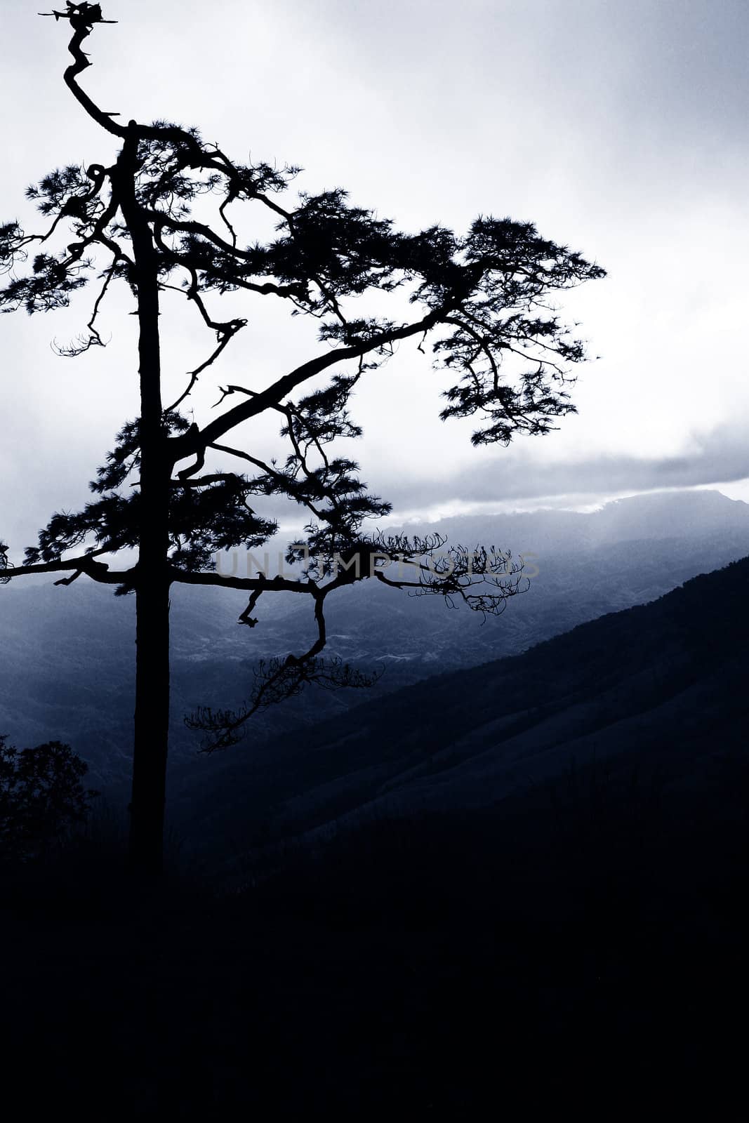 Pine Forest in the Morning