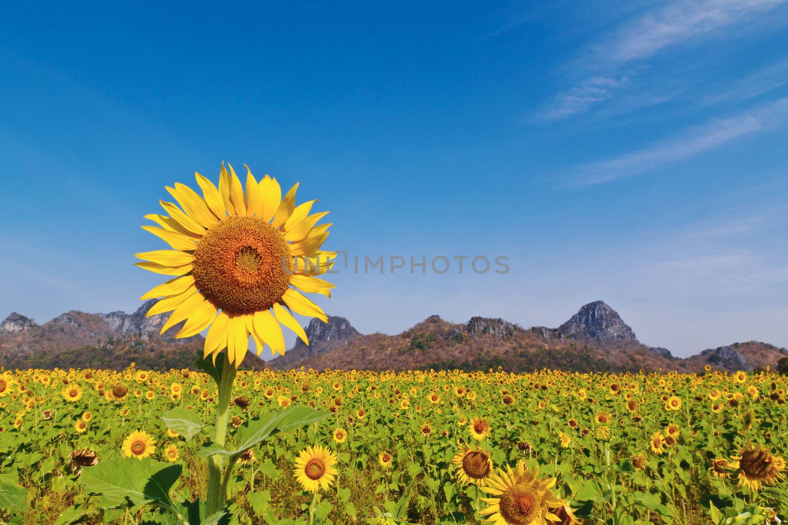 Sunflower field background mounten and blue sky