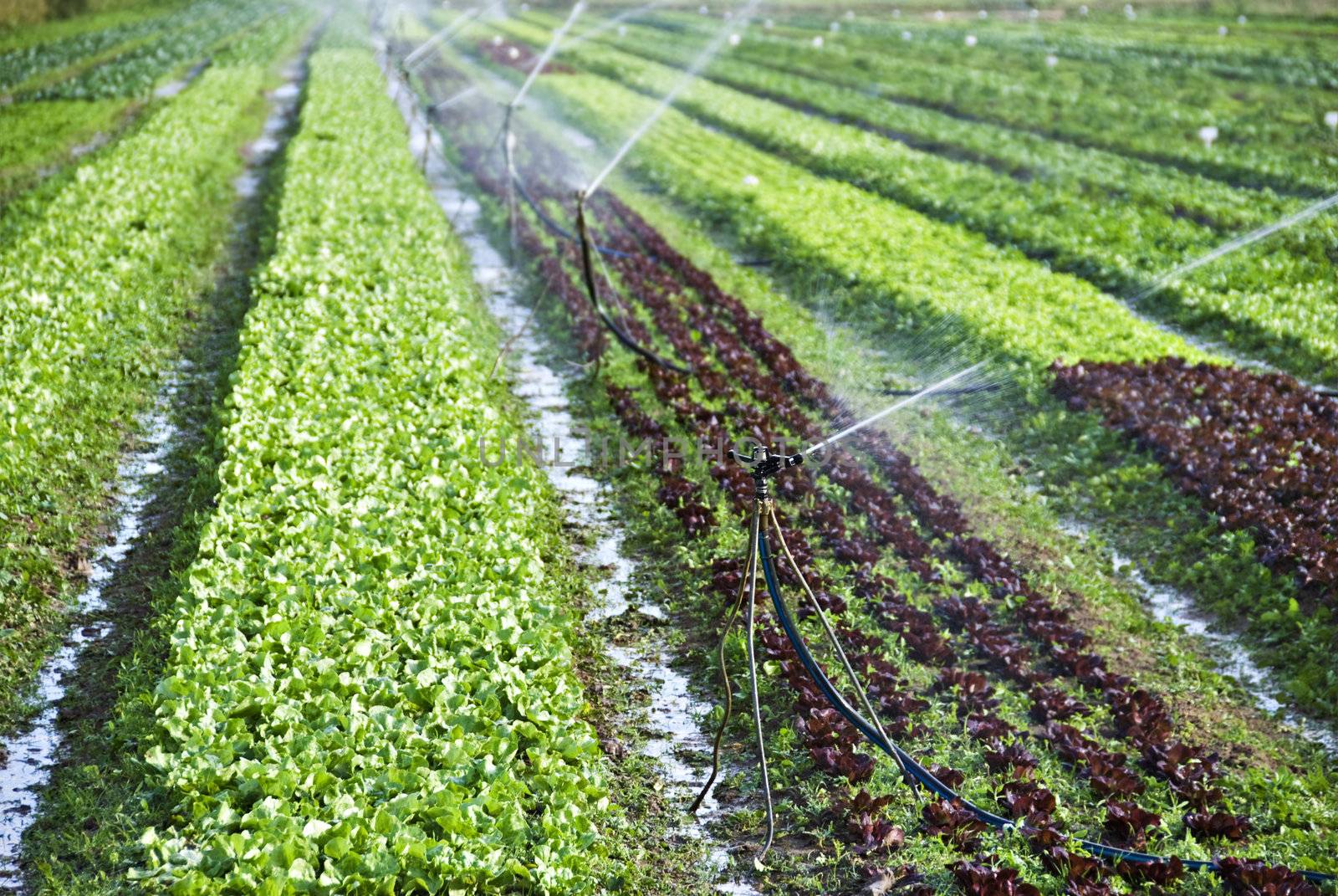 Organic lettuce being watered on the field by tish1