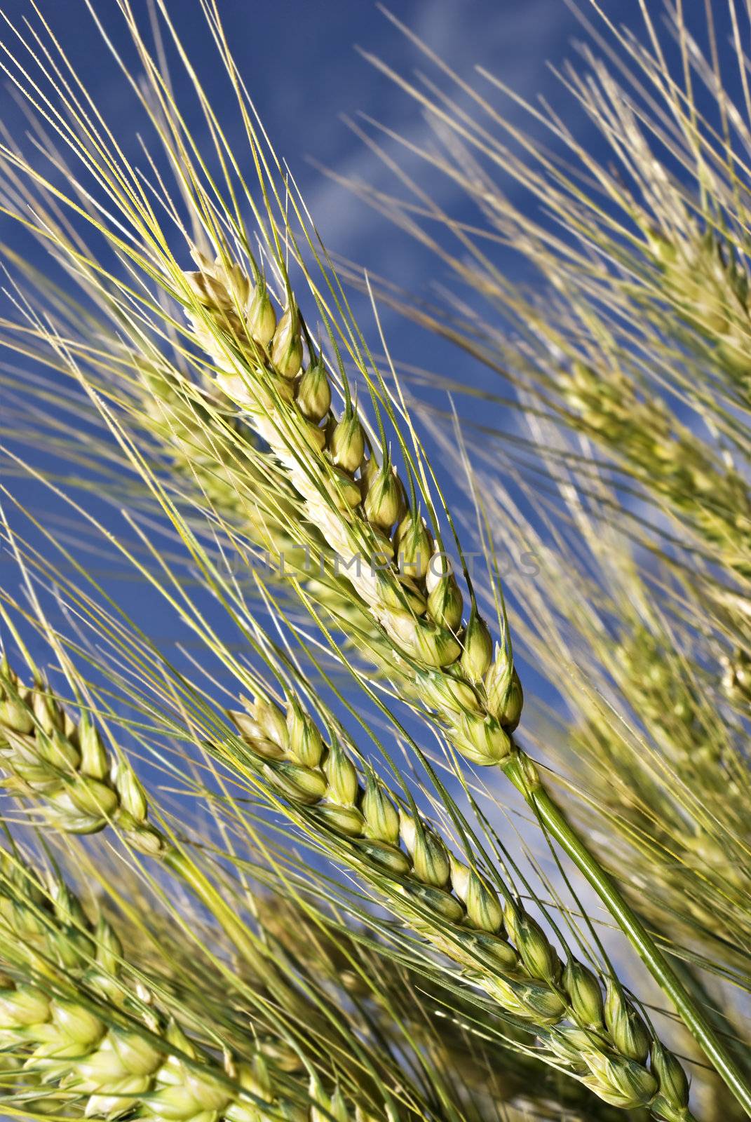 Wheat on the field by tish1