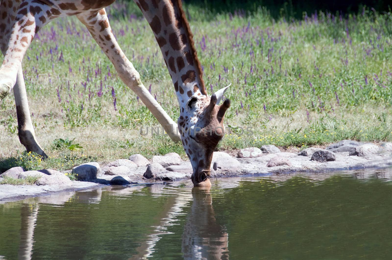 Giraffe drinks water, bending to it.