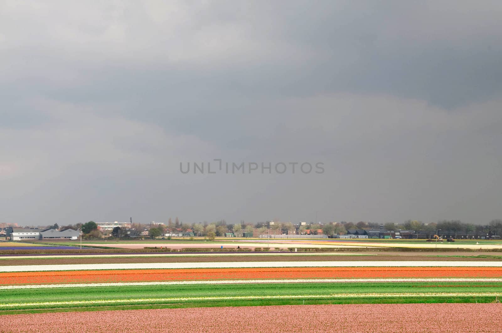 Multi-colored fields of tulips and hyacinths in the Netherlands.