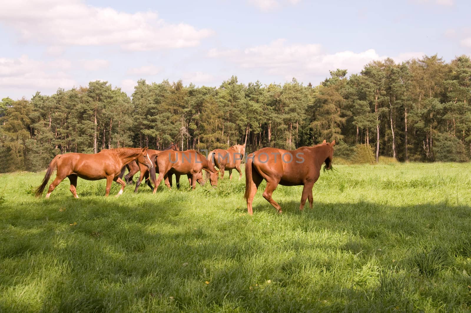 Horses graze in the pasture.