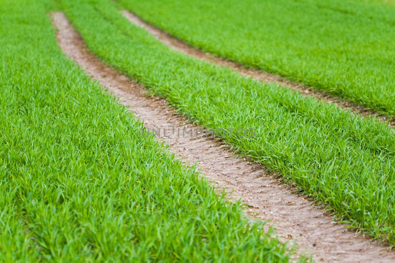 Tractor wheels tracks on field of young green crop