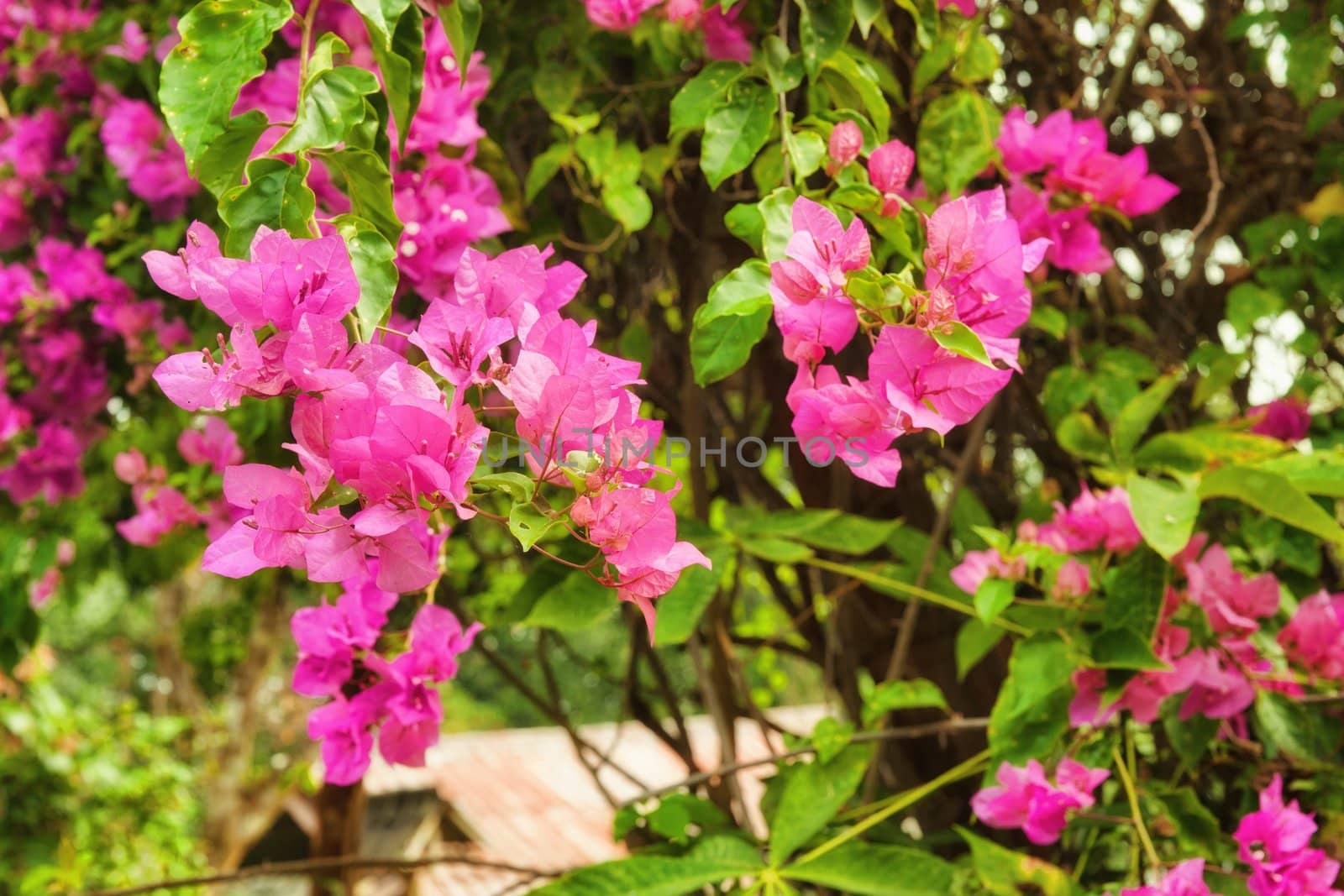 beautiful pink flowers in the garden by clearviewstock