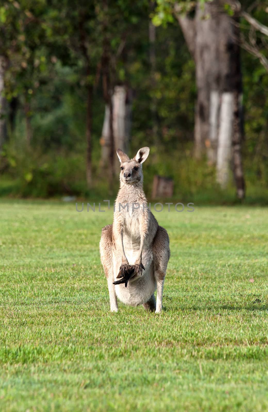 eastern grey kangaroos by clearviewstock