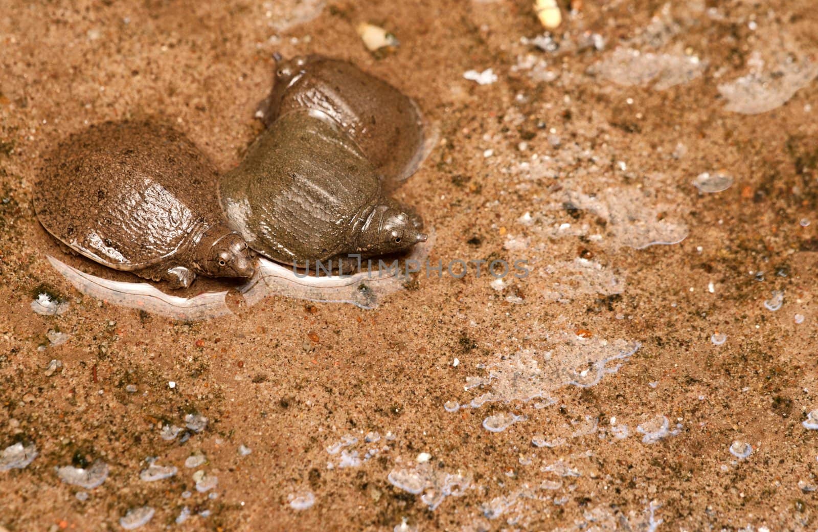 young tortoises in the jade emporer pagoda in vietnam