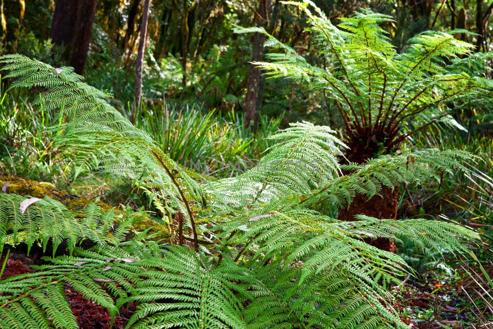 some beautiful ferns in the rain forest