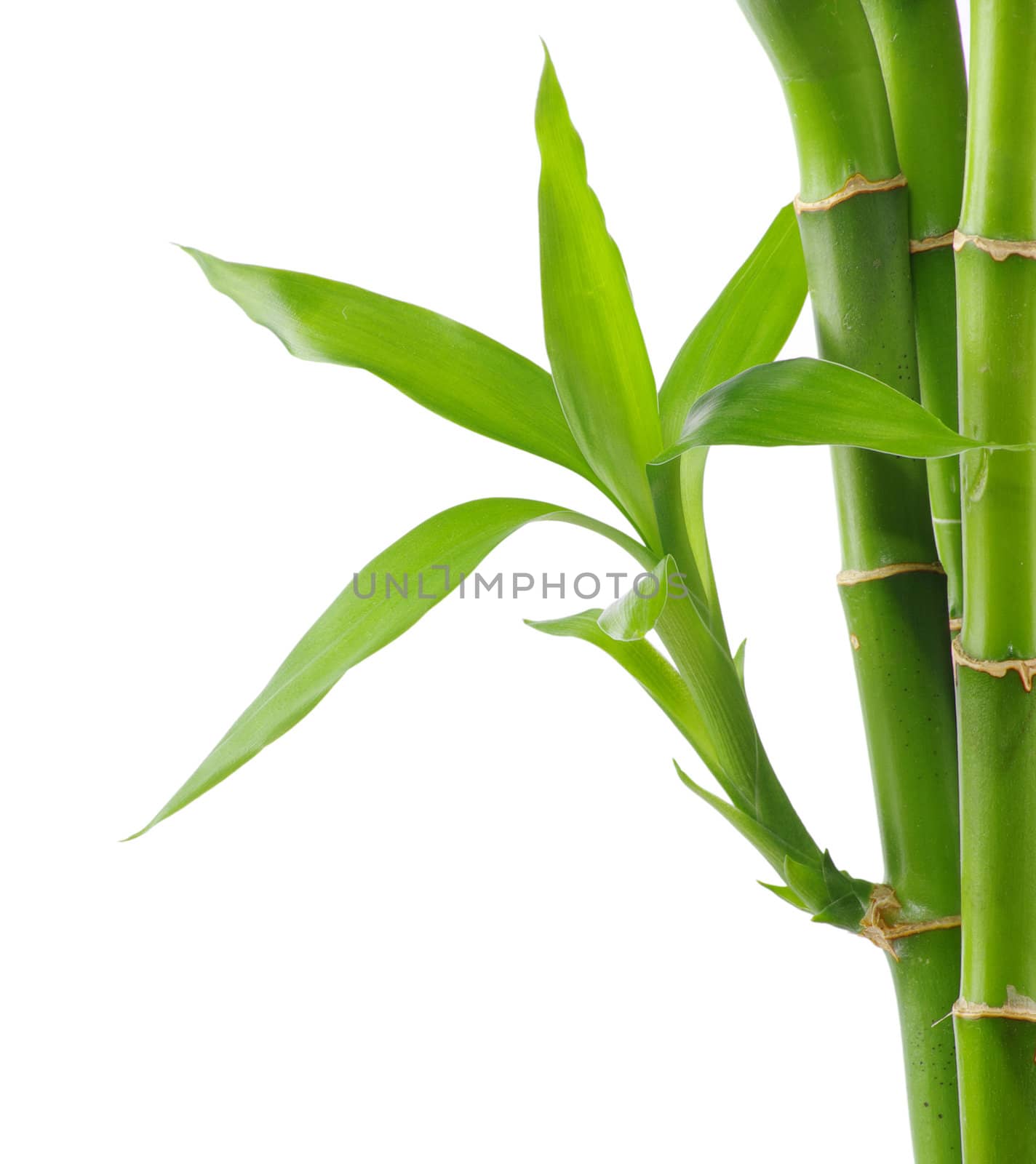 Bamboo isolated on a white