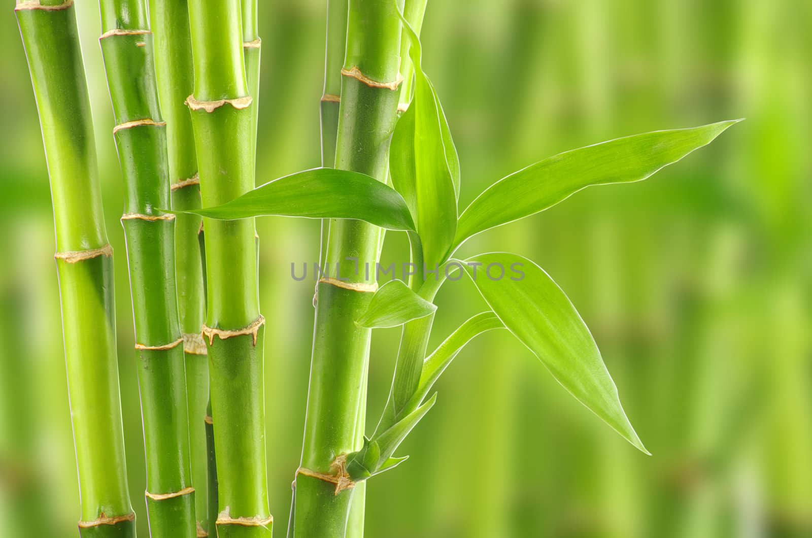 bamboo