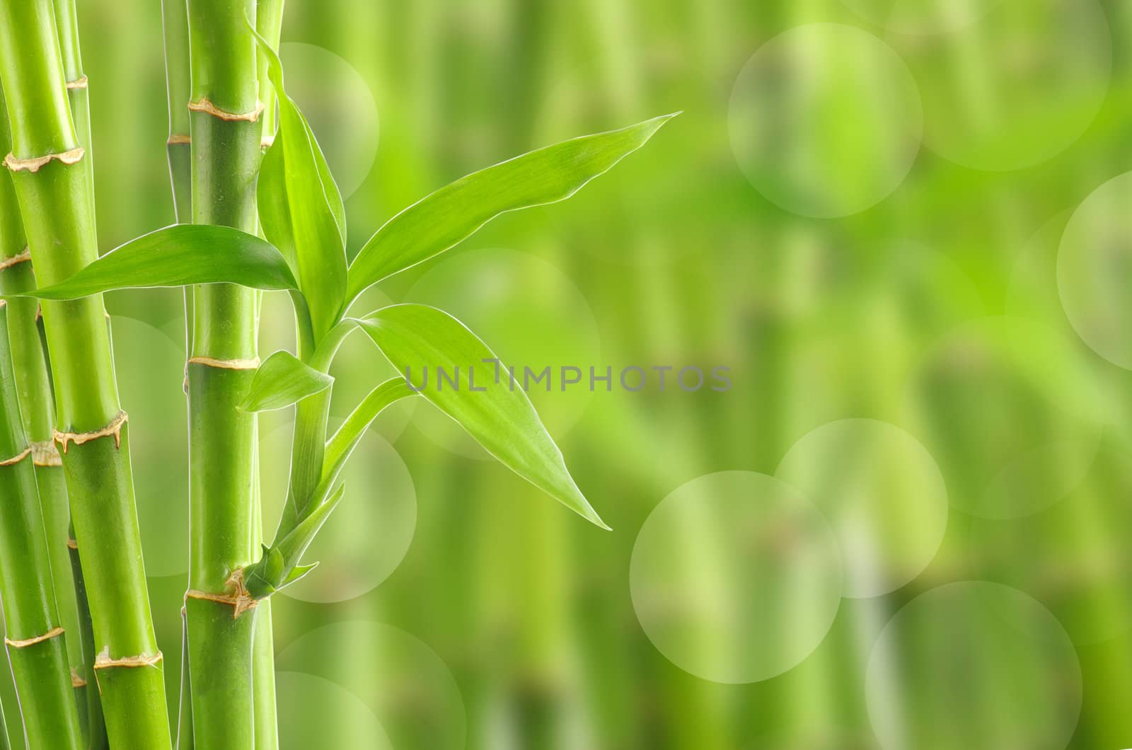 bamboo