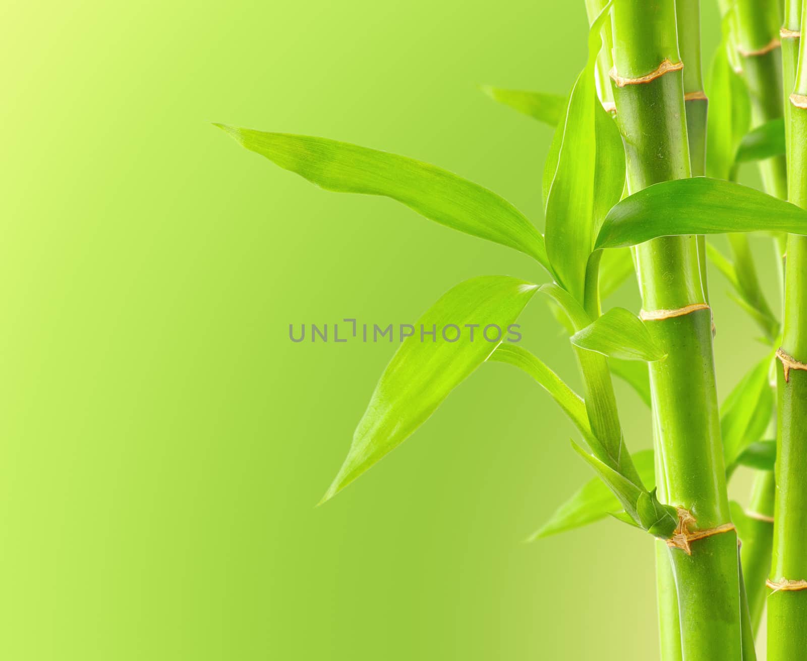Bamboo background with copy space