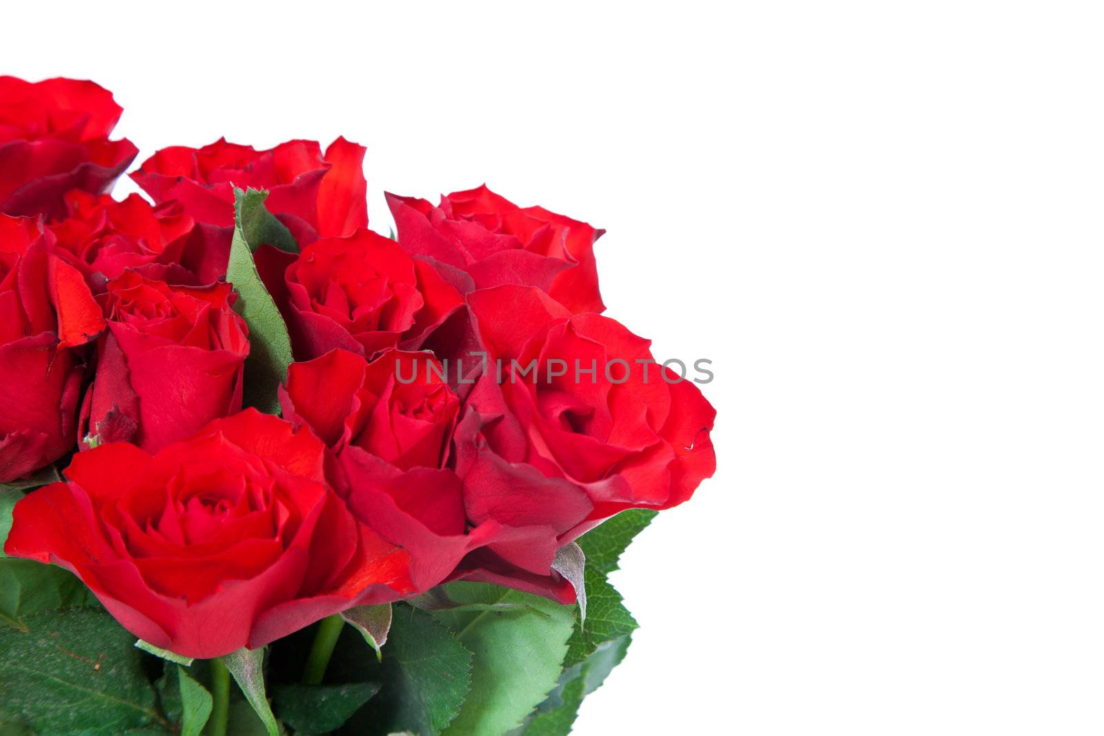 Bunch of red roses. All on white background.