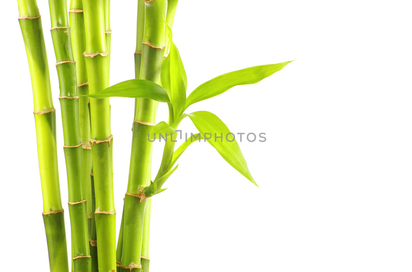 bamboo