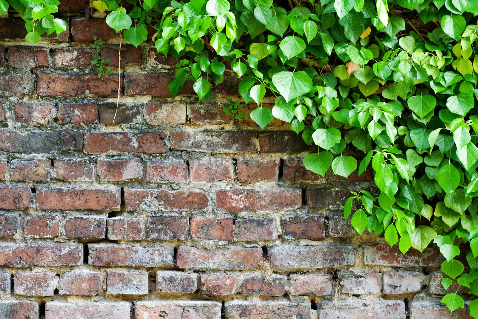 Old brick wall overgrown by plant.