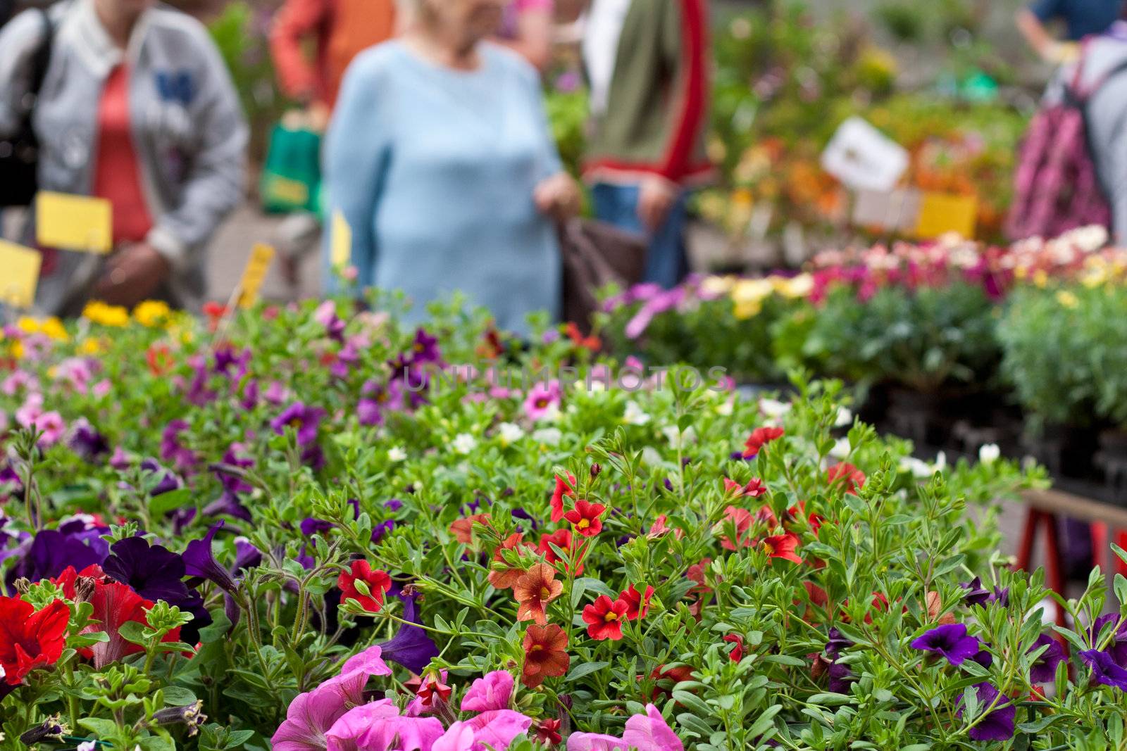 Market stall offering flowers.