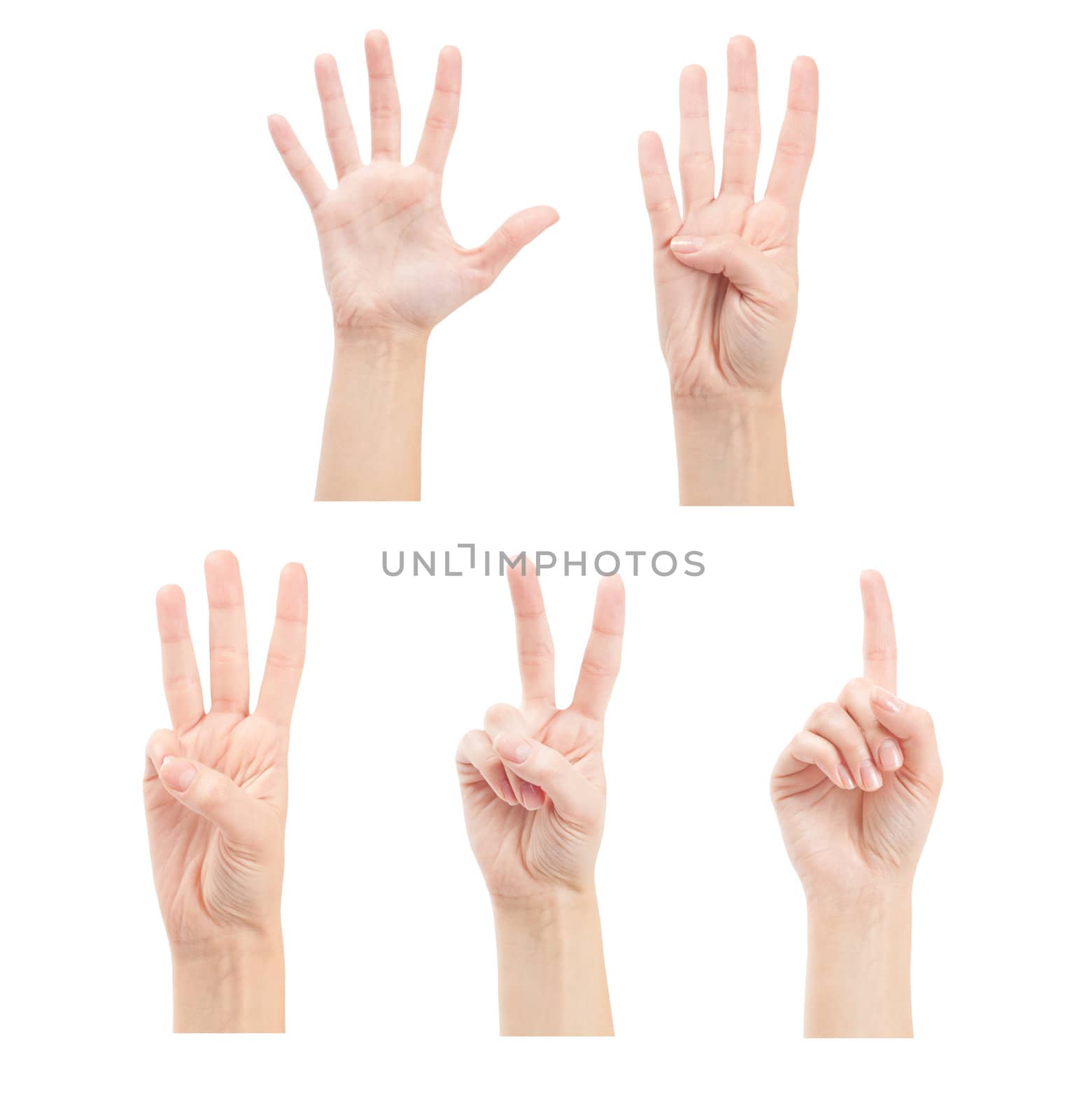 Counting woman hands (1 to 5) isolated on white background