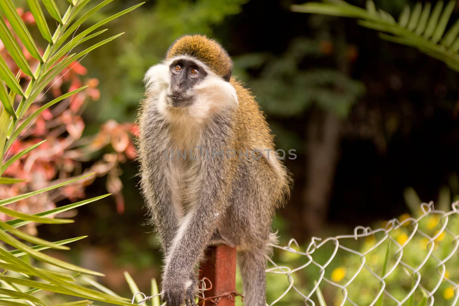 A small monkey sitting on a mesh wire fence looking up with amazement