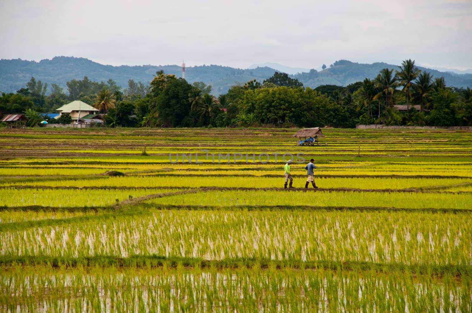 Farmers working planting rice in the paddy field by Yuri2012