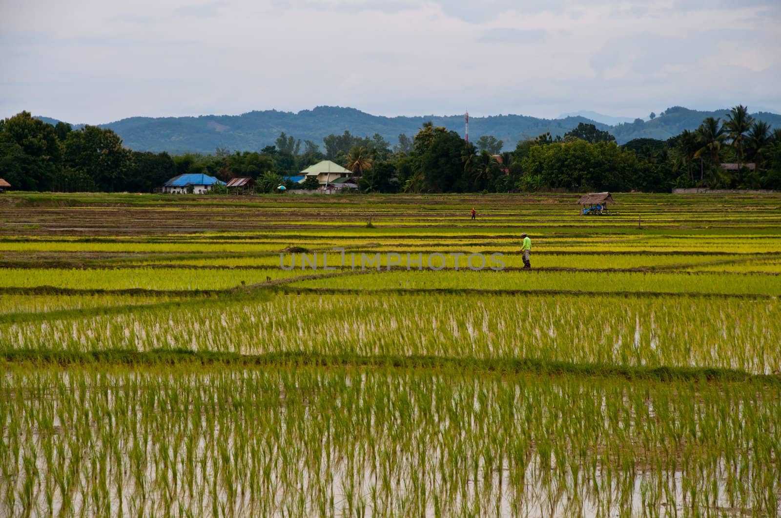 Farmers working planting rice in the paddy field